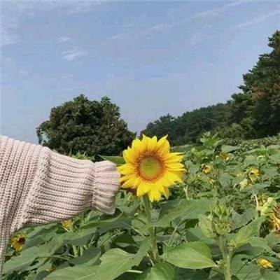 女帝天下手游最新版下载